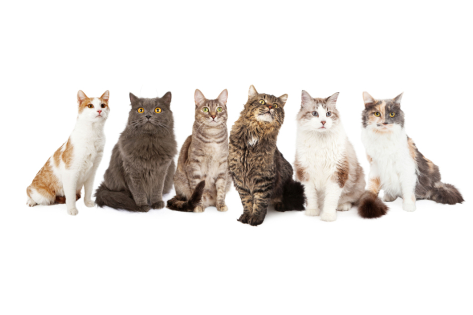 Entdecke die Persönlichkeit hinter jedem Schnurren – die Vielfalt der Katzenrassen im Überblick.