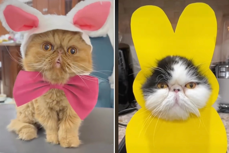 Three Persian cat brothers – Walter, Walternate, and Belly – aren't fans of Easter costumes, as an adorable TikTok video shows.