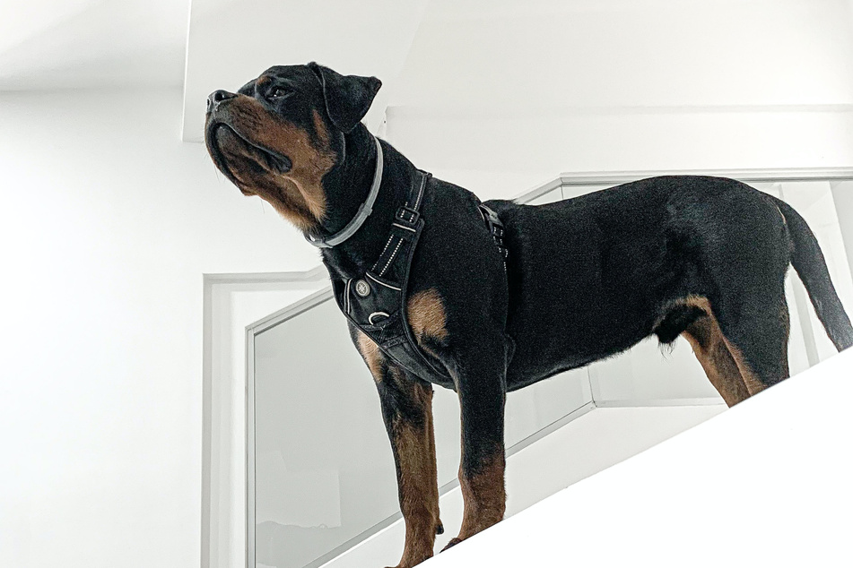 There are few dogs more controversial than the rottweiler.