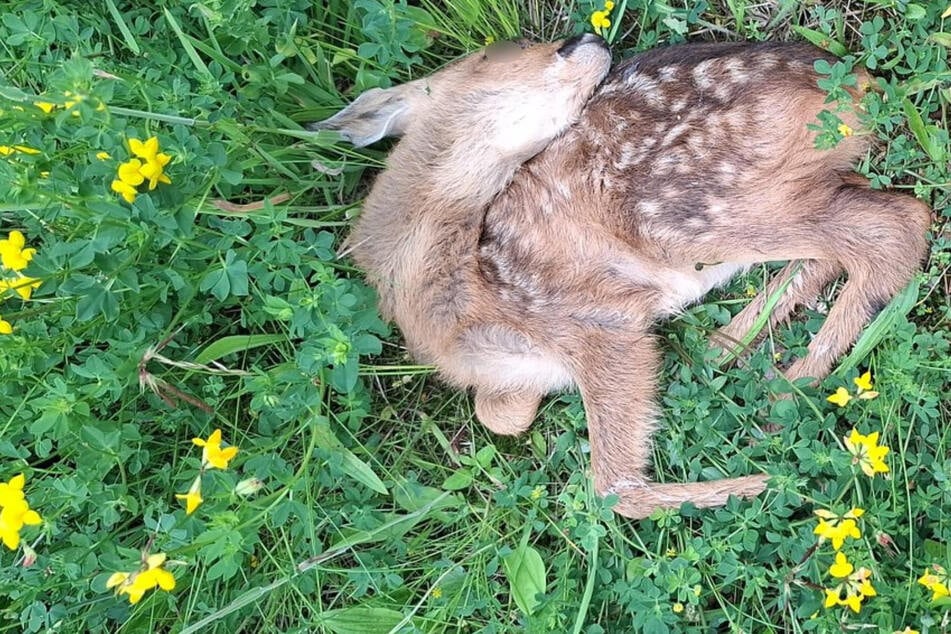 Schreckliche Tat: Rehbock getötet, Rehkitz verhungert - wer hat etwas gesehen?