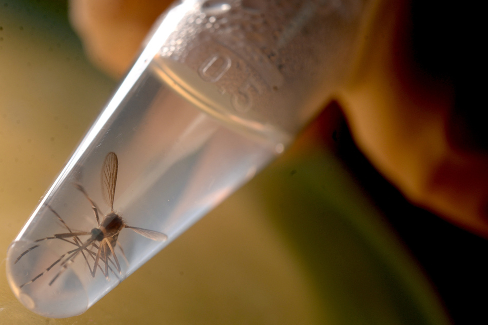 Möglicher Auslöser: Die Aedes aegypti-Mücke überträgt das Zika-Virus, das bei Ungeborenen Mikrozephalie und das Guillain-Barré-Syndrom verursachen kann.