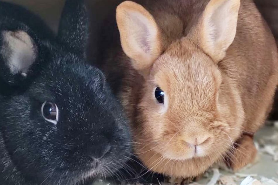 Leon und Leonie suchen ein Zuhause: Finden die Kaninchen ihr Osterglück?