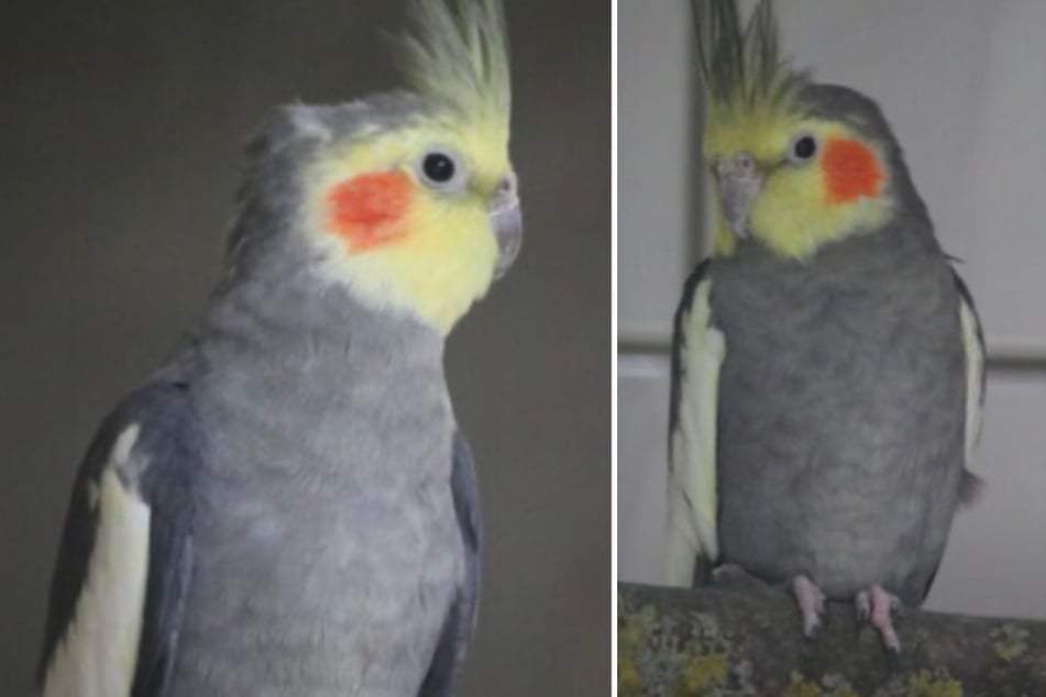 Wie alt die Tiere sind, ist nicht bekannt.