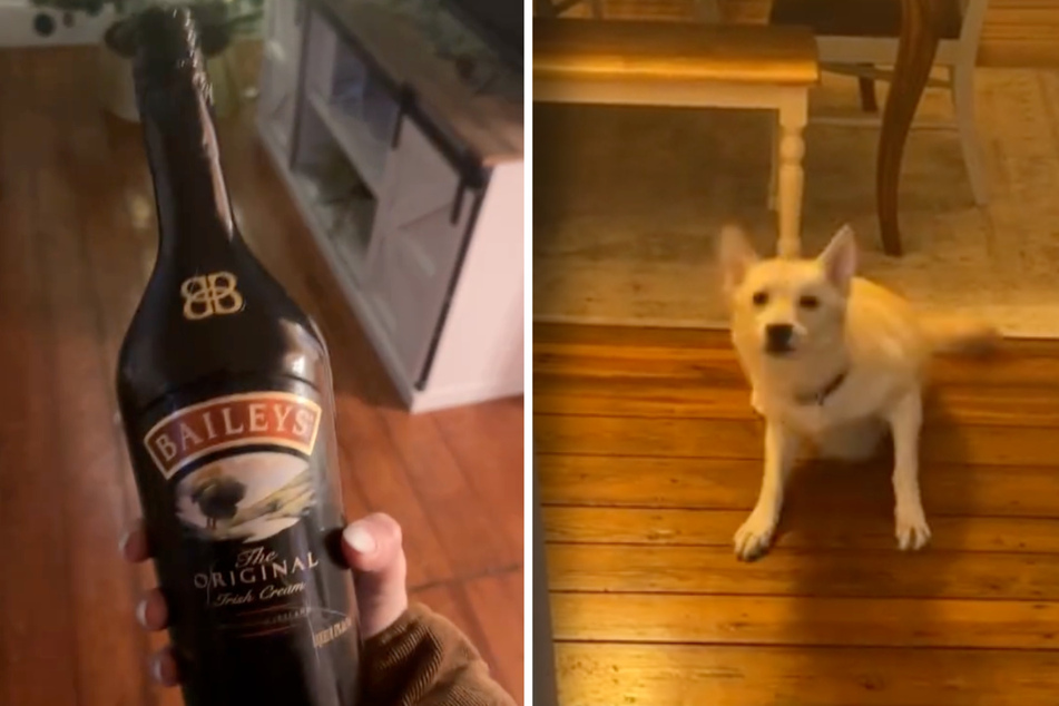Jack the dog appeared to be drunk when his owner came home, as the furry friend had broken into her booze!