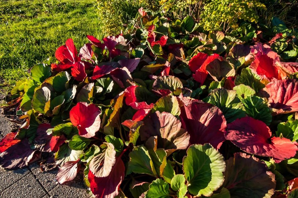 Auch ohne Blüten bringen Bergenien im Herbst Farbe in den Garten oder auf den Balkon.