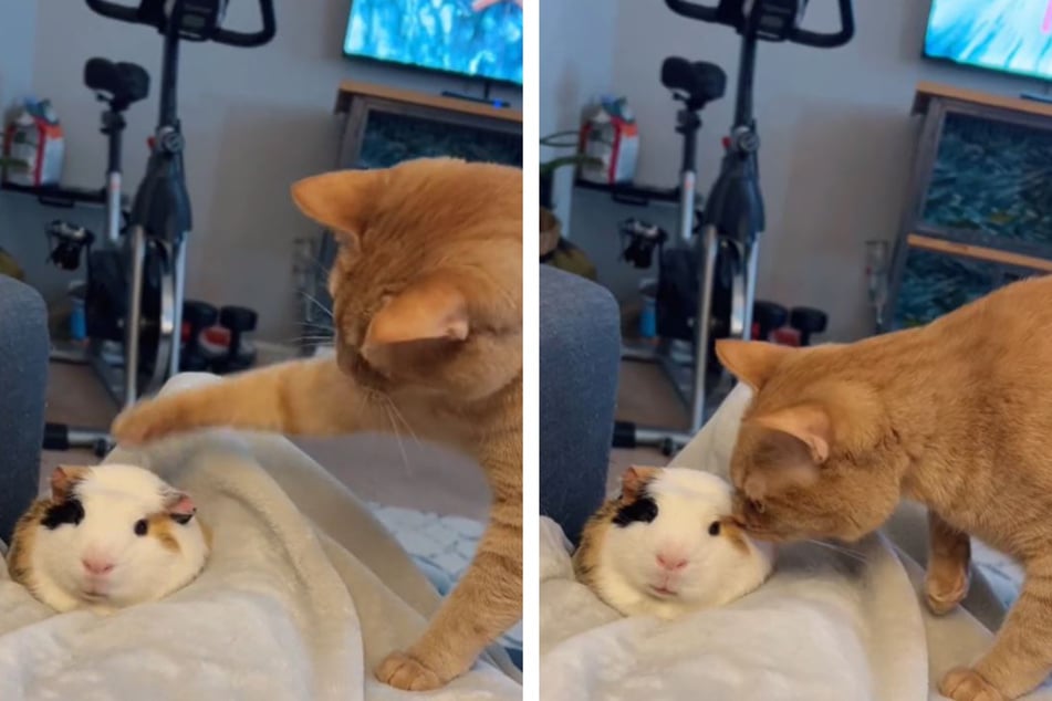 Cat and guinea pig meet for the first time in adorable TikTok encounter