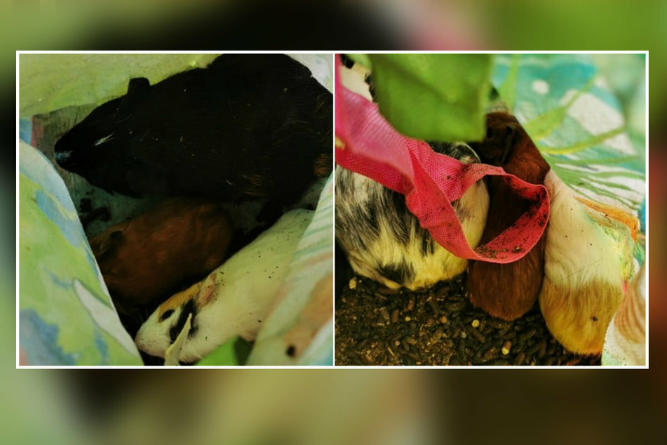 So grausam wurden die Tiere entsorgt: In einer Tüte befanden sich sieben Meerschweine, die in ihren Exkrementen hockten.