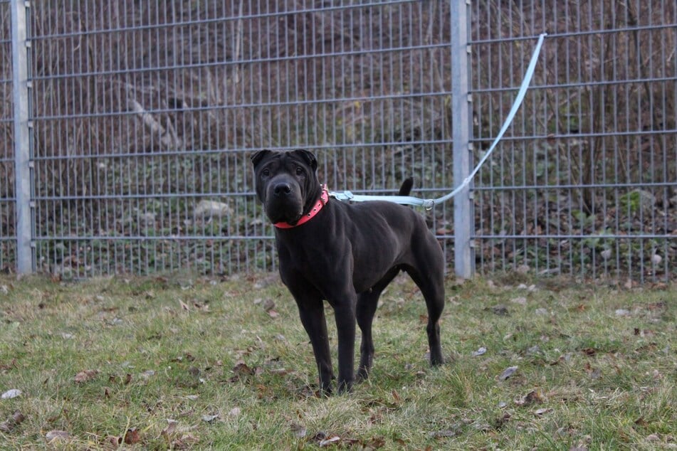 Shar-Pei "Jade" hofft auf Halter, die sich mit ihrer Hunderasse auskennen.