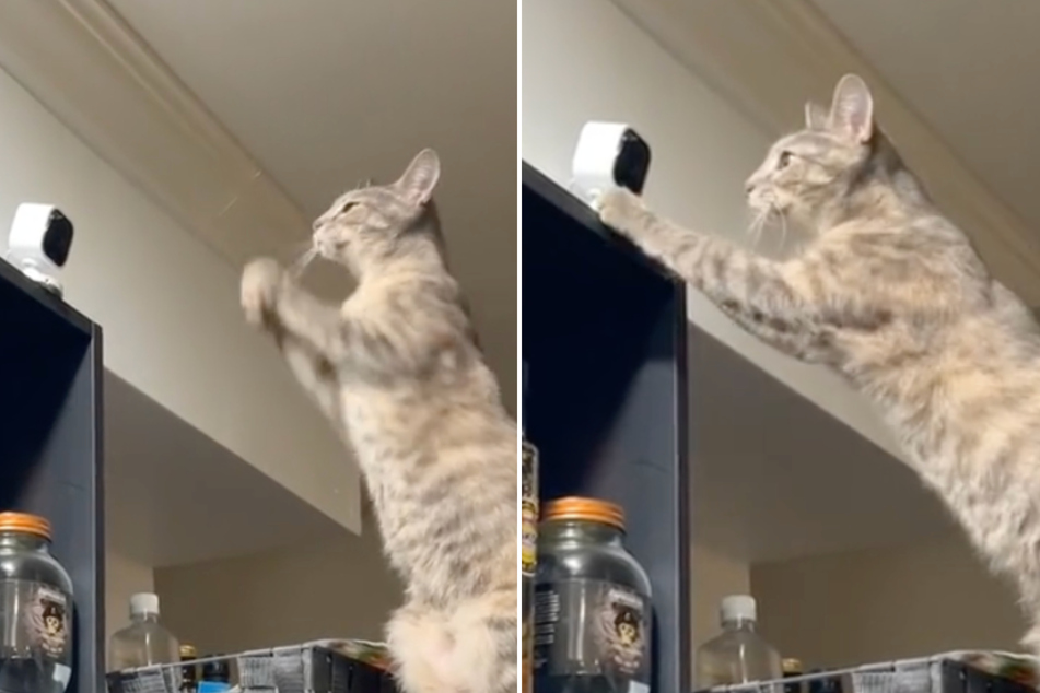 This clever cat uses the family security camera to beg for her absent owner. The clip is heart-wrenching!