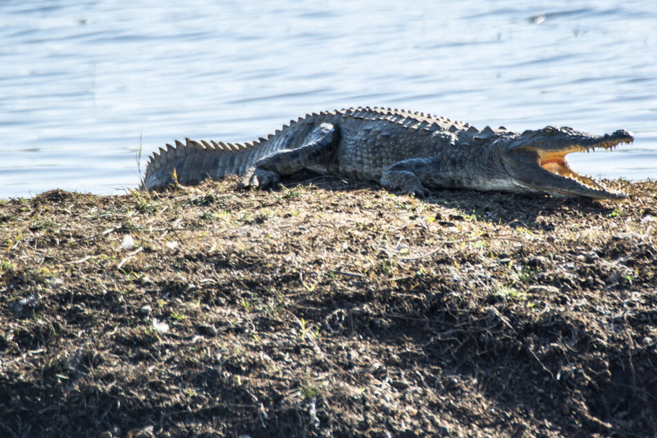 Ein Krokodil attackierte einen Neunjährigen im Kakadu-Nationalpark. (Symbolbild)