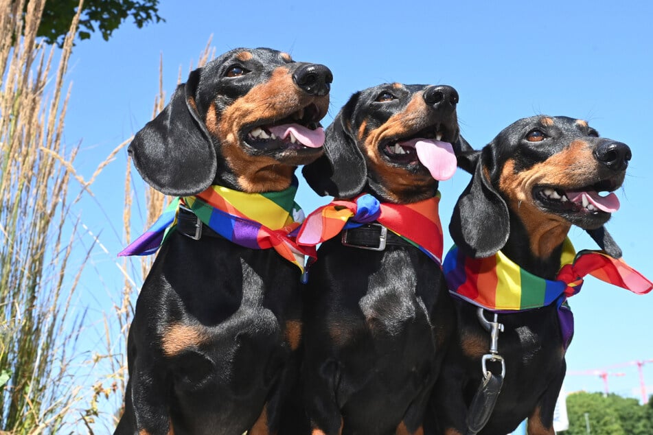 Wer sich einen Assistenzhund zertifizieren lässt, wird in München künftig von der Hundesteuer befreit. Ob das auch für diese drei Grazien gilt?