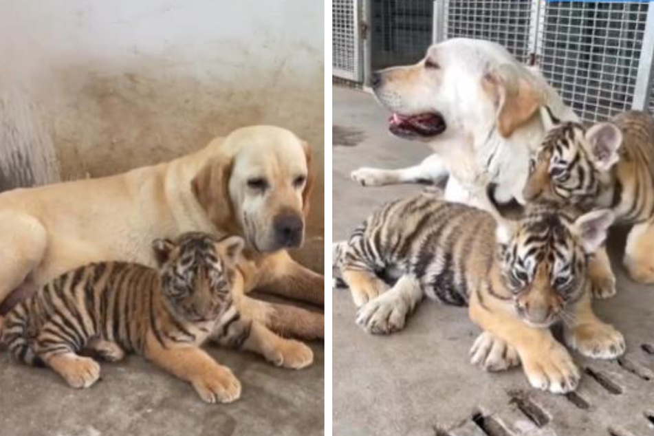 Die Tiger-Jungtiere fühlen sich sichtlich wohl bei ihrer neuen Mama.