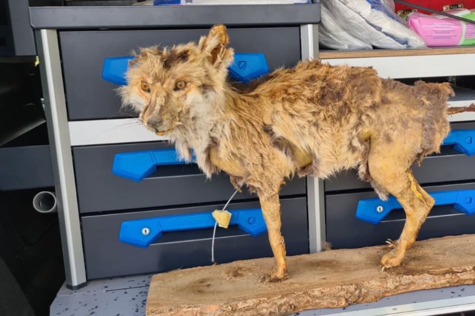 Dieser Fuchs kann niemandem weh tun.