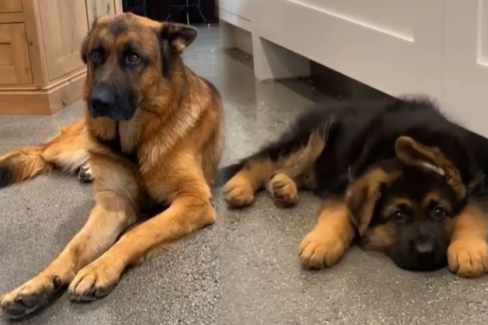 Der links sitzende Schäferhund konnte mit dem rechts liegenden Welpen offenbar nicht viel anfangen (Bildmontage).