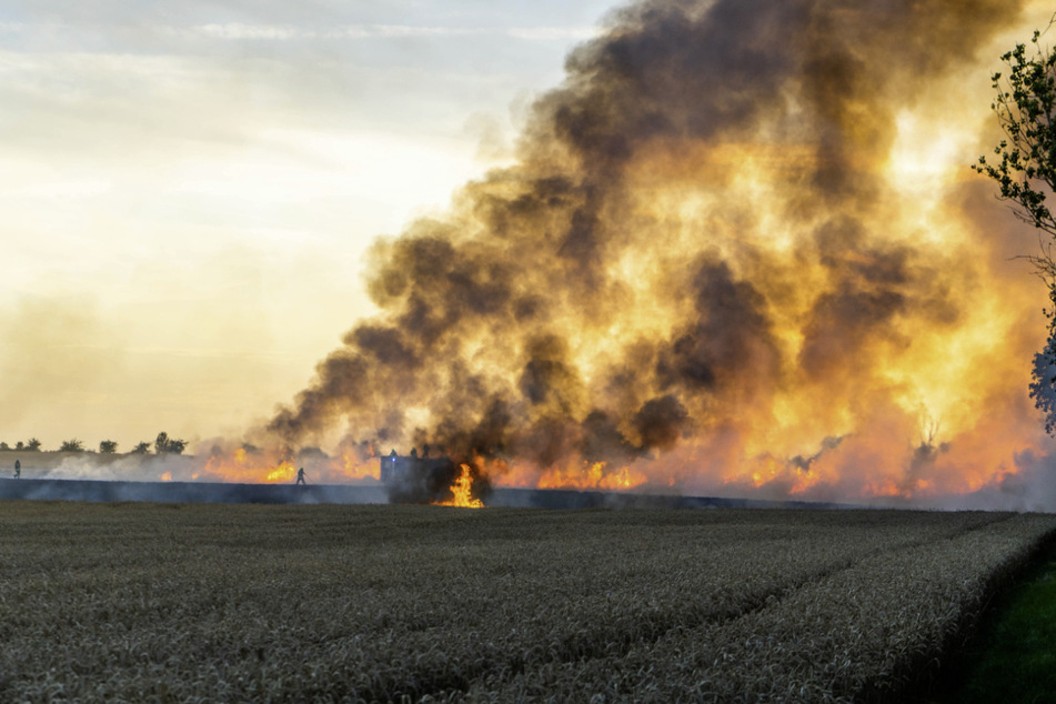 Bilder des Feldbrandes am Montagabend in Zörbig. Der Weizen auf dem etwa 15 Hektar großen Feld brannte vollkommen nieder.