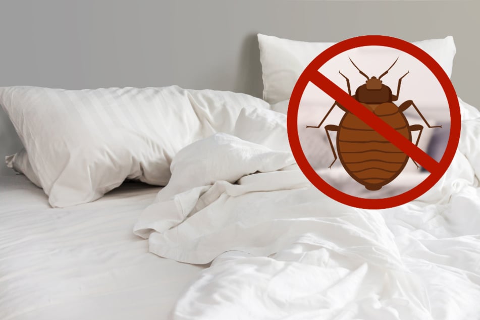 Bettwanzen bekämpfen: Das hilft gegen die Parasiten im Bett