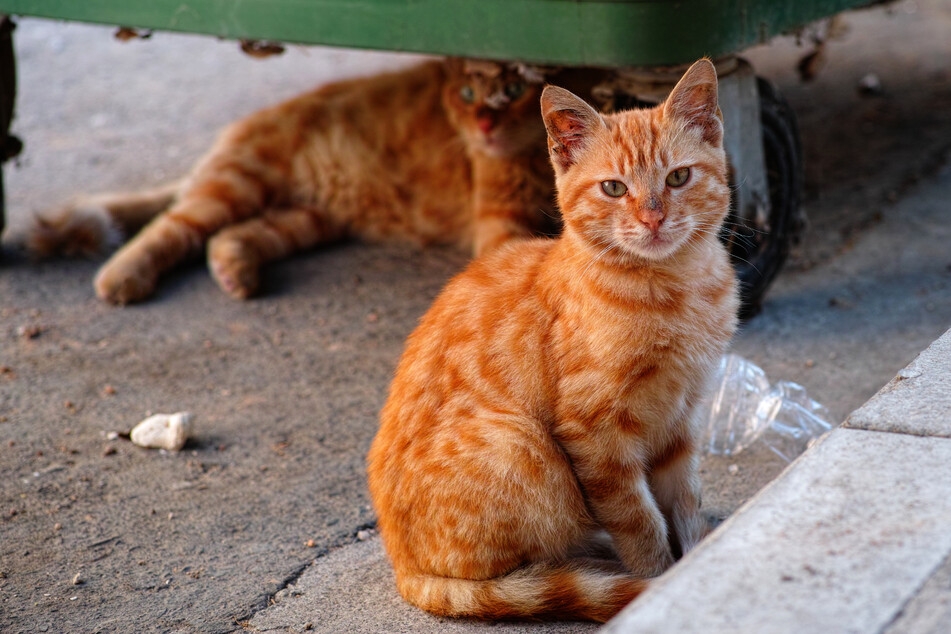 The Cats at Work are cats that have to be relocated but wouldn't feel comfortable in a home environment (stock image).