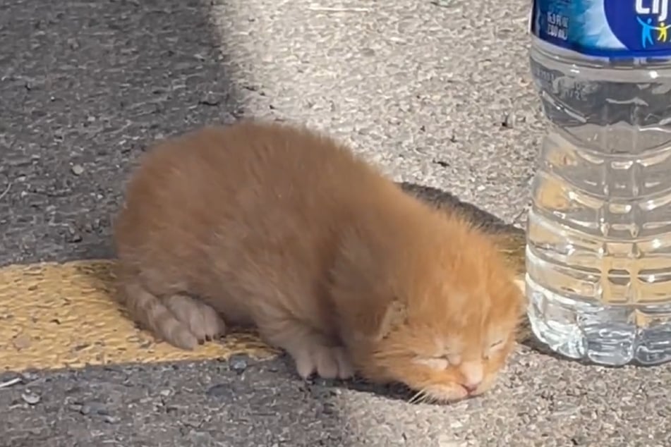 Un minuscule chat s'était endormi.