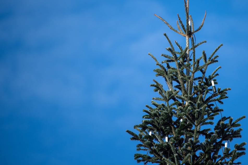 Schon wieder Weihnachtsbaum umgesägt! Bürgermeister sauer, Polizei eingeschaltet