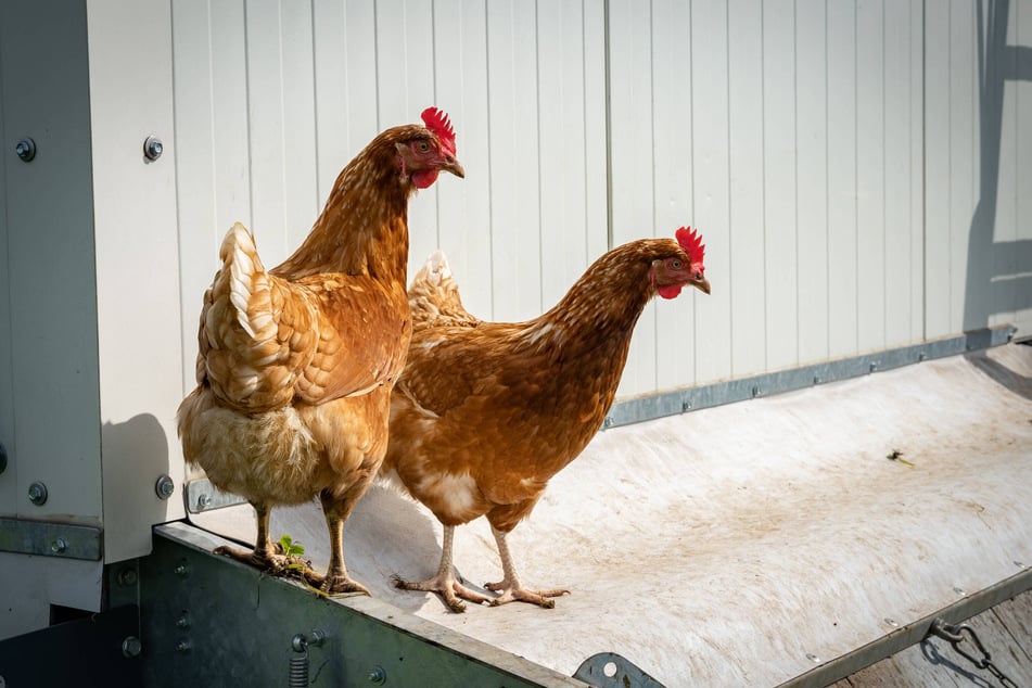Tierkrankheiten in regionalen Legehennenbeständen machen dem Eierbestand in den "Netto mit dem Hund"-Filialen gerade zu schaffen.