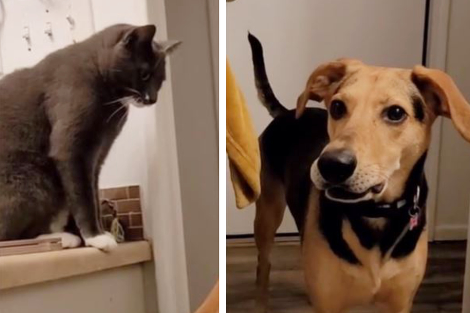 Frauchen konfrontiert Hund mit neuer Katze: Diese Reaktion lässt keinen kalt