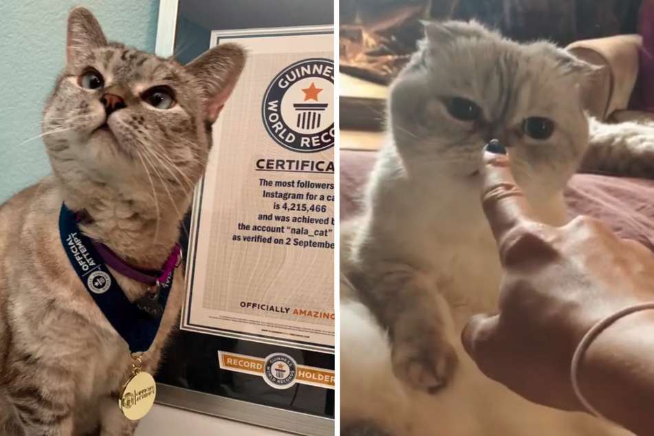 Tier-Reich: Katze von Taylor Swift zählt zu den Top-Verdienern!