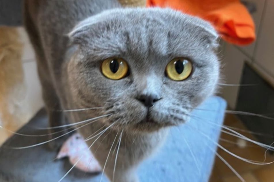 Faltohrkatze Vicky kann dem Tierheim hoffentlich schon bald wieder den Rücken kehren.