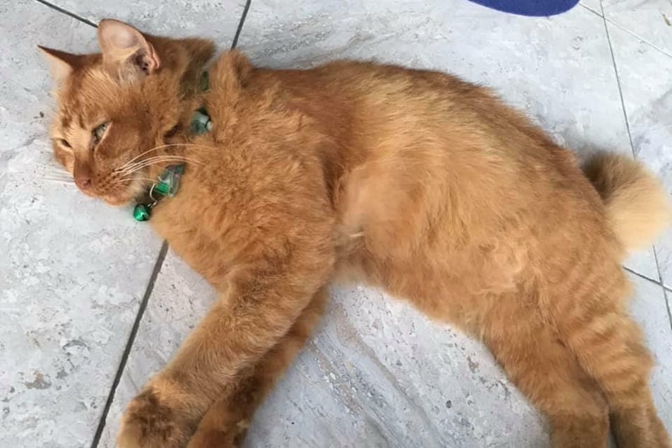 Cat Nana lost weight in the months after her owner passed away.