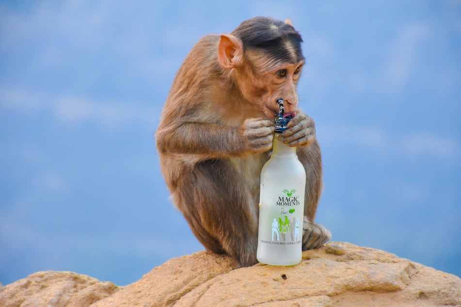 Immer wieder greift der Affe zur Flasche und trinkt über den Durst. (Symbolbild)