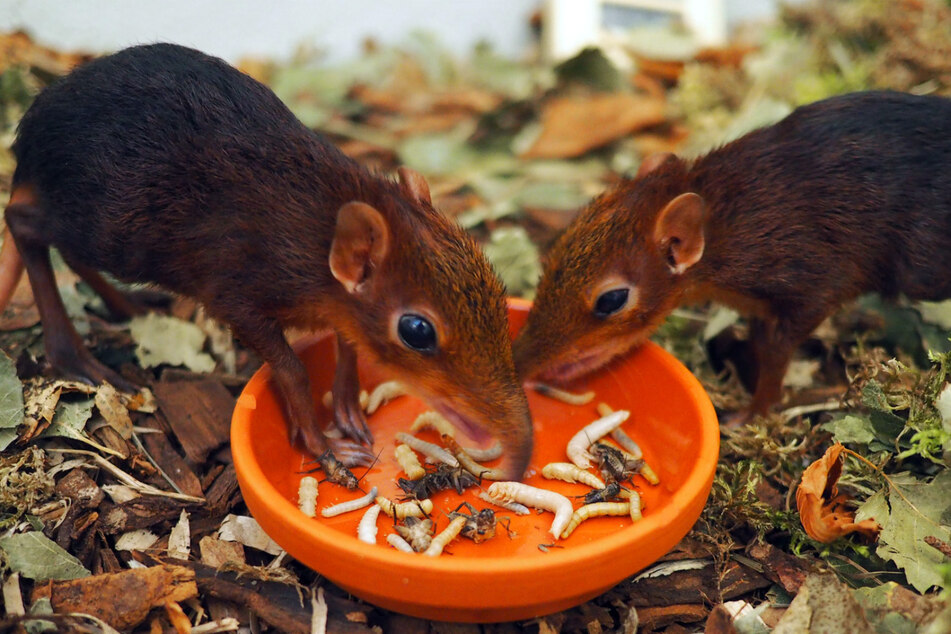 Im August wurden die beiden Hündchen in Leipzig geboren.