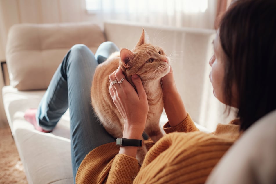 Katzen kuscheln mit Menschen so, wie sie es auch mit Artgenossen machen.
