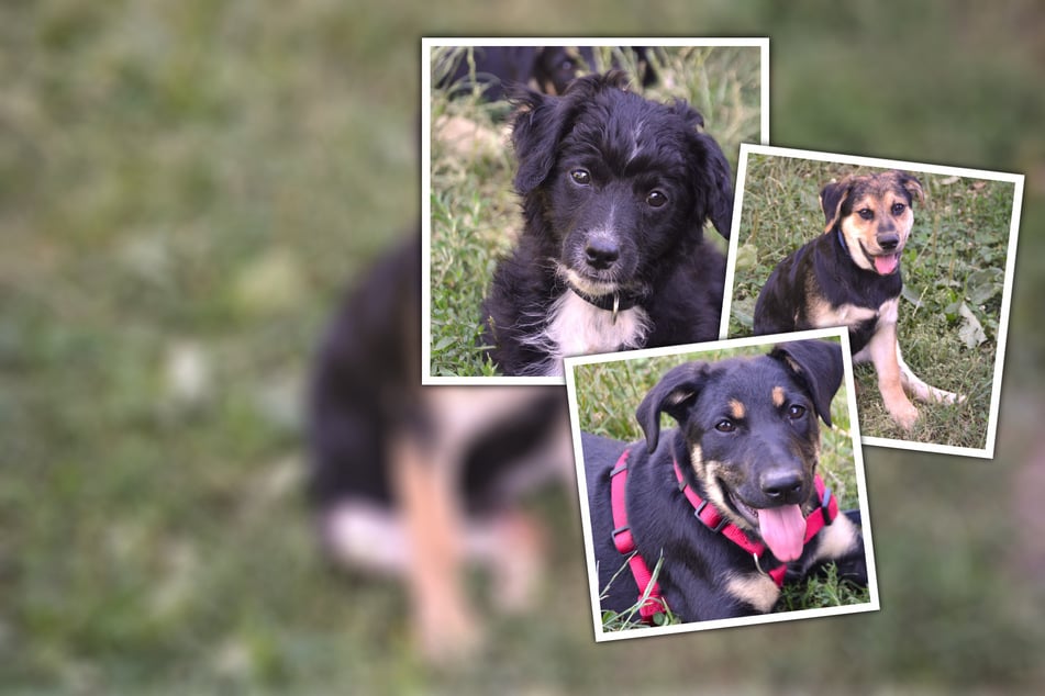 Honden wreed achtergelaten: Deze schattige puppy’s zoeken een thuis
