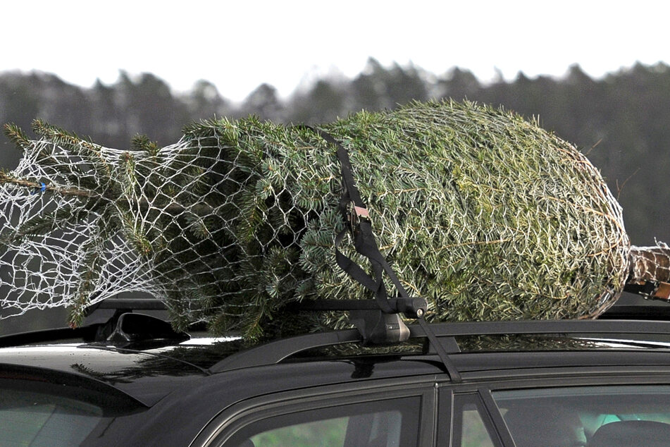 Im Vergleich zum Vorjahr kostet der Christbaum durchschnittliche einen Euro mehr.