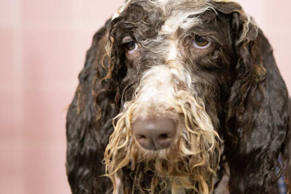 Dogs can get pretty filthy sometimes, and that can cause them to stink.