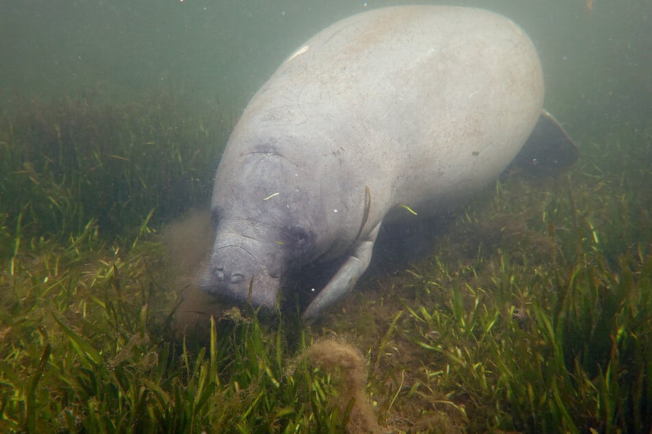 The threatened manatee, which last year found itself at the center of legal action by activist groups, now number fewer than 9000 and faces increasing risk from environmental concerns and climate change.