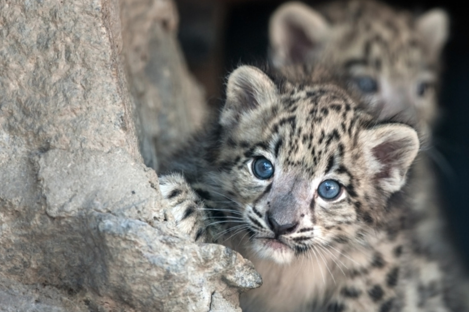 Tierischer Erfolg trotz Corona: Zoo sichert sich zwei seltene Schneeleoparden