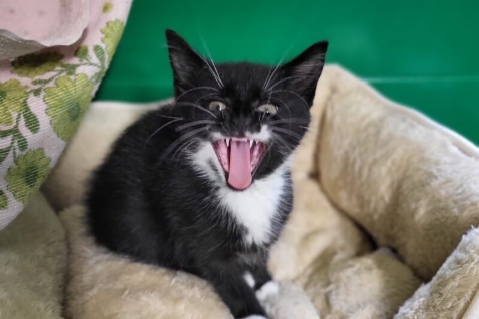 El calcetín fue criado con cariño usando la botella.