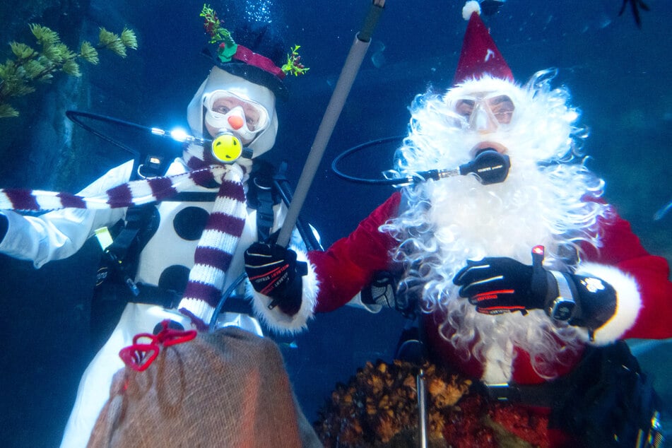 Sehenswert! Zwei als Nikolaus und Schneemann "Snowy" verkleidete Taucher füttern im Sea Life die Riffbewohner im Tropischen Ozeanbecken.