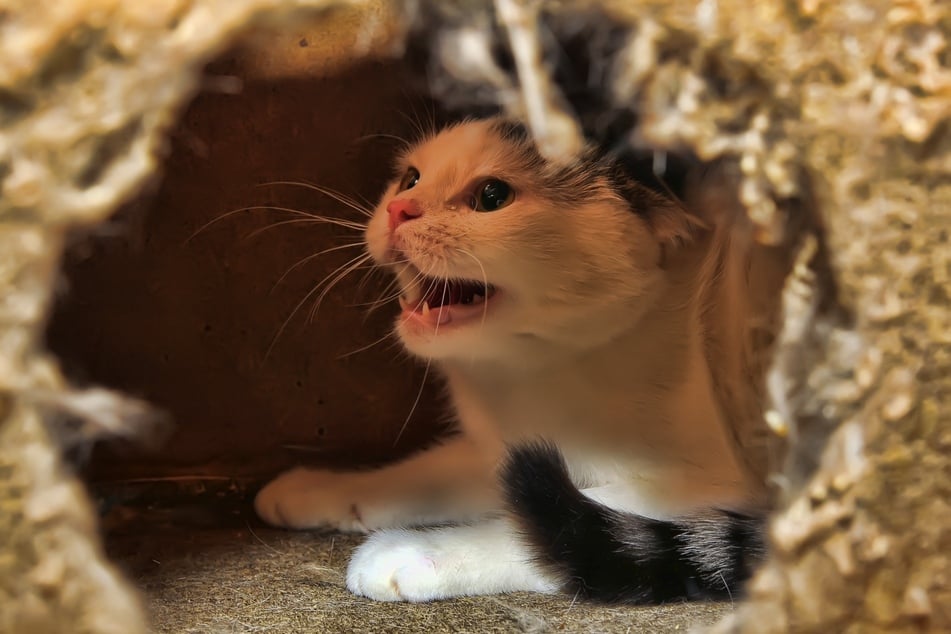 Um eine Überstimulation zu verhindern, sollten Katzen einen ruhigen Rückzugsort haben.