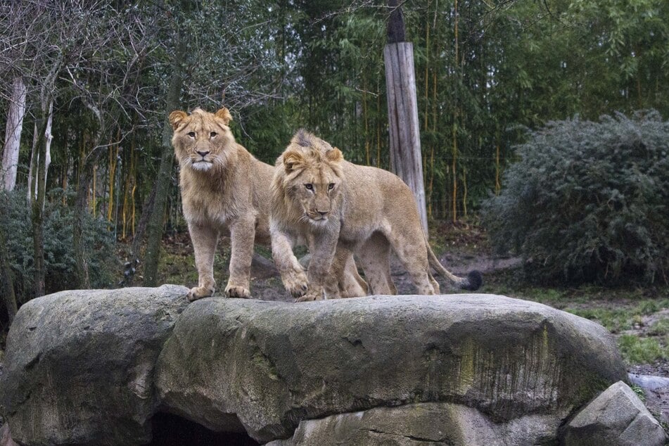 Die Löwenbrüder Bahati und Amaru - einer hat den Zoo Leipzig schon verlassen, der andere wird im Frühjahr gehen.