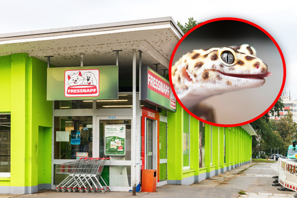 Dresden: Tierdiebe klauen Gecko und Sittiche aus Dresdner Zoohandlung!