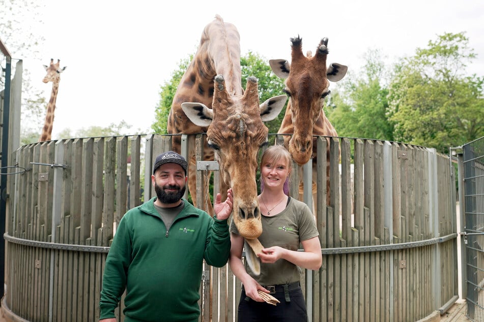 Markus Hanschke alias Dr. Emkus (39, l.) und Tierpflegerin Kyra Zill (r.) mit den Giraffen Diko, Tessa und Gaia.