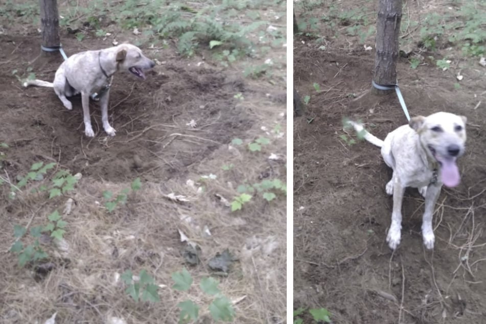The dog was tied to a tree in the forest for two to three days, shelter staff believe.