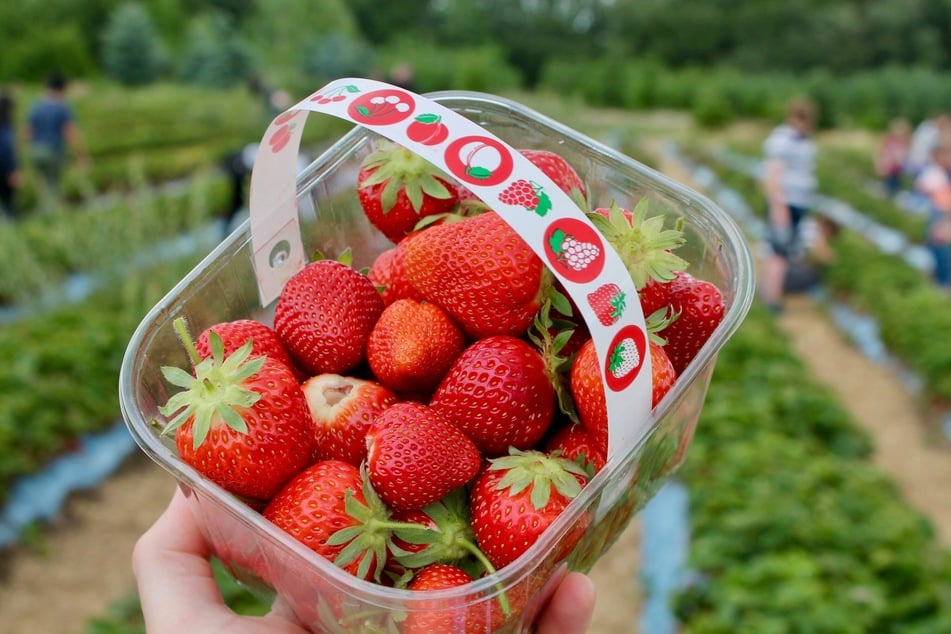 Am besten schmecken Erdbeeren, wenn man sie selbst frisch von Feldern rund um Hamburg gepflückt hat. (Symbolbild)