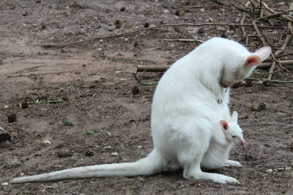 Albino-Känguru weg: Wurde das seltene Baby geklaut?