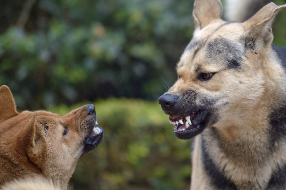 The dogs escaped after the attack (stock image).