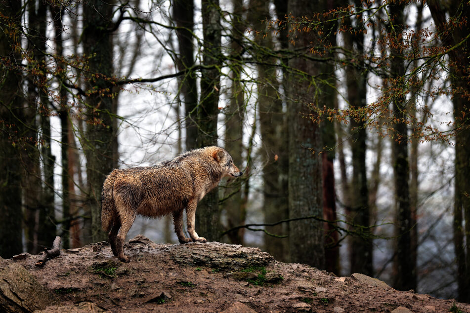 Ein Wolf steht in einem Wildpark im baden-württembergischen Bad Mergentheim in seinem Gehege.