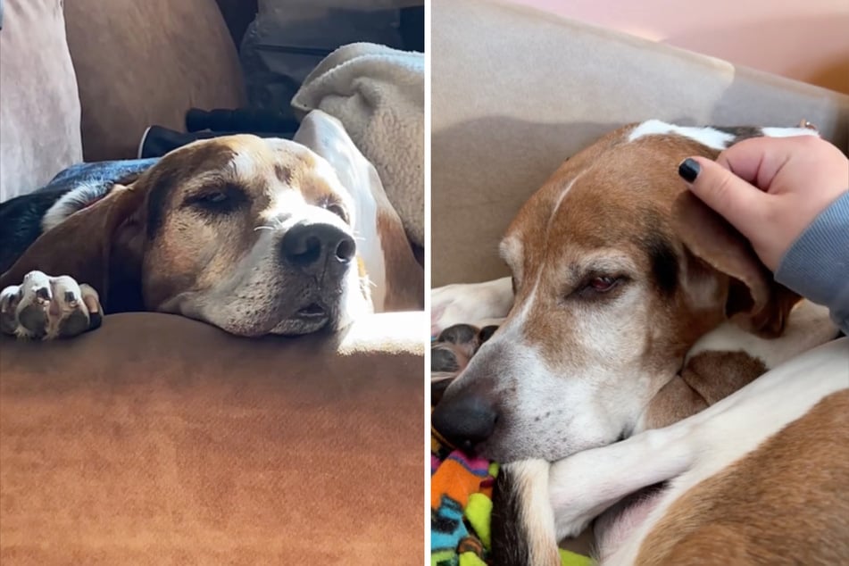 Ein trauriges Schicksal: Hund Cooper wartet seit Jahren auf Adoption