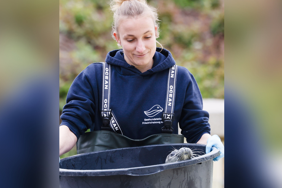 Tierärztin Ulrike Meinfelder trägt den Seehund Lønne in einer Tonne.