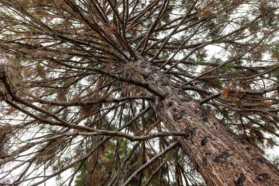 Dem Mädchen wurde das Treffen mit zwei Jungs im Wald zum Verhängnis. (Symbolfoto)